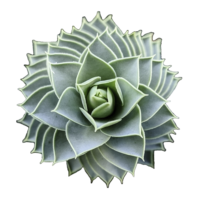 An up-close photo, centering a green, fractal succulent. The background of the photo has been removed, so only the spiral points of the plant are visible.
